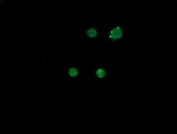 MDM4 Monoclonal Antibody (OTI3A6), TrueMAB , OriGene 100 &mu;L; Unconjugated:Antibodies,