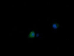 MDM4 Monoclonal Antibody (OTI2E11), TrueMAB , OriGene 100 &mu;L; Unconjugated:Anticuerpos
