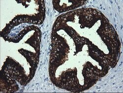 MDM4 Mouse anti-Human, Clone: OTI1D11, lyophilized, TrueMAB 100 &mu;g;