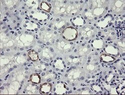 MDM4 Mouse anti-Human, Clone: OTI1D11, lyophilized, TrueMAB 100 &mu;g;
