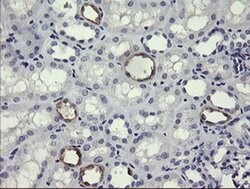 MDM4 Monoclonal Antibody (OTI1D11), TrueMAB , OriGene 100 &mu;L; Unconjugated:Antibodies,