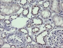 MDM4 Mouse anti-Human, Clone: OTI4G5, liquid, TrueMAB 100 &mu;L; Unconjugated:Antibodies,
