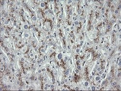 MDM4 Mouse anti-Human, Clone: OTI4G5, liquid, TrueMAB 100 &mu;L; Unconjugated:Antibodies,