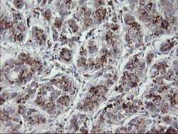 MDM4 Mouse anti-Human, Clone: OTI4G5, liquid, TrueMAB 100 &mu;L; Unconjugated:Antibodies,