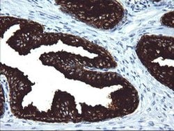 MDM4 Monoclonal Antibody (OTI3H2), TrueMAB , OriGene:Antibodies:Primary