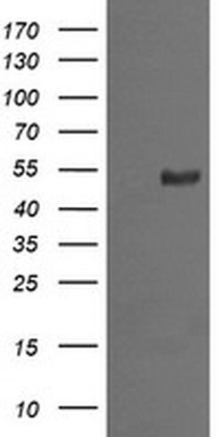 MDM4 Monoclonal Antibody (OTI3H2), TrueMAB , OriGene 100 &mu;L; Unconjugated:Antibodies,