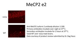 MeCP2 isoform 2 Rabbit anti-Human, Mouse, Rat, Polyclonal, FabGennix 200