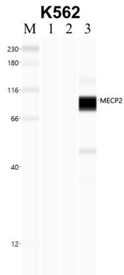 Invitrogen MECP2 Polyclonal Antibody 50 &mu;g; Unconjugated:Antibodies,