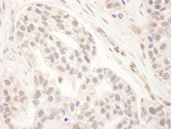 CRSP1/TRAP220 Goat anti-Human, Mouse, Polyclonal, Bethyl Laboratories 100