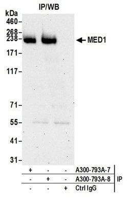 CRSP1/TRAP220 Rabbit anti-Human, Mouse, Polyclonal, Bethyl Laboratories