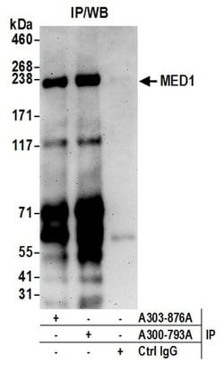 CRSP1/TRAP220 Goat anti-Human, Mouse, Polyclonal, Bethyl Laboratories 100