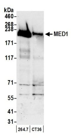 CRSP1/TRAP220 Rabbit anti-Human, Mouse, Polyclonal, Bethyl Laboratories