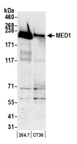 CRSP1/TRAP220 Polyclonal Antibody, Bethyl Laboratories 20 &mu;L; Unconjugated:Antibodies,