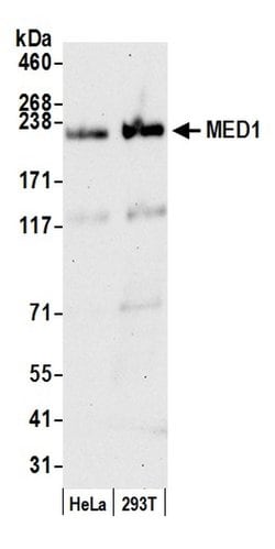 CRSP1/TRAP220 Rabbit anti-Human, Mouse, Polyclonal, Bethyl Laboratories