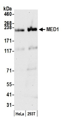 CRSP1/TRAP220 Polyclonal Antibody, Bethyl Laboratories 20 &mu;L; Unconjugated:Antibodies,