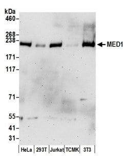CRSP1/TRAP220 Goat anti-Human, Mouse, Polyclonal, Bethyl Laboratories 100