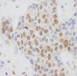 CRSP1/TRAP220 Polyclonal Antibody, Bethyl Laboratories 10 &mu;L; Unconjugated:Antibodies,
