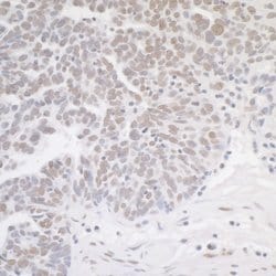 MED12 Rabbit anti-Human, Mouse, Polyclonal, Bethyl Laboratories 100 &mu;L;