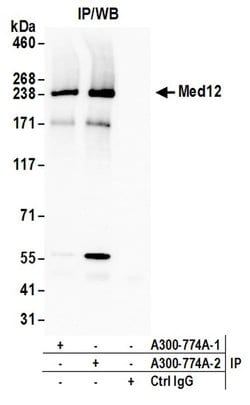 MED12 Rabbit anti-Human, Mouse, Polyclonal, Bethyl Laboratories 100 &mu;L;