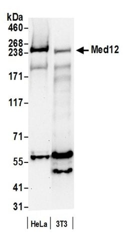 MED12 Rabbit anti-Human, Mouse, Polyclonal, Bethyl Laboratories 100 &mu;L;