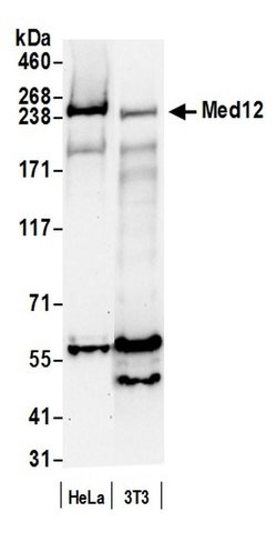 MED12 Polyclonal Antibody, Bethyl Laboratories 20 &mu;L; Unconjugated:Antibodies,