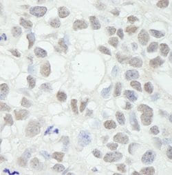 MED12 Polyclonal Antibody, Bethyl Laboratories 10 &mu;l; Unlabeled:Antibodies,