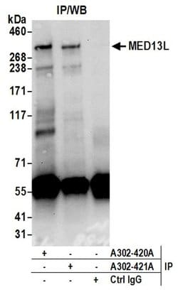 MED13L Rabbit anti-Human, Polyclonal, Bethyl Laboratories 100 &mu;L; Unconjugated:Antibodies,