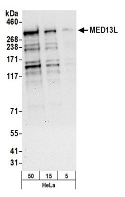 MED13L Rabbit anti-Human, Polyclonal, Bethyl Laboratories 100 &mu;L; Unconjugated:Antibodies,