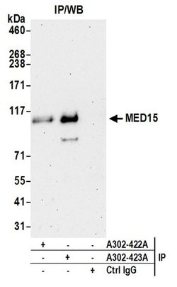 MED15 Rabbit anti-Human, Polyclonal, Bethyl Laboratories 100 &mu;L; Unconjugated:Antibodies,