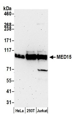 MED15 Rabbit anti-Human, Polyclonal, Bethyl Laboratories 100 &mu;L; Unconjugated:Antibodies,