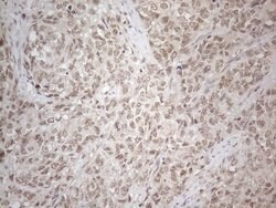 MED15 Monoclonal Antibody (OTI2C6), TrueMAB , OriGene:Antibodies:Primary