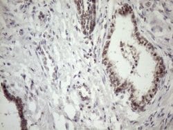 MED15 Monoclonal Antibody (OTI3F1), TrueMAB , OriGene:Antibodies:Primary