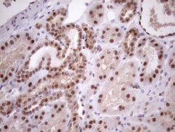 MED15 Monoclonal Antibody (OTI3F1), TrueMAB , OriGene 100 &mu;L; Unconjugated:Antibodies,