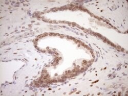 MED15 Monoclonal Antibody (OTI1C11), TrueMAB , OriGene 100 &mu;L; Unconjugated:Antibodies,