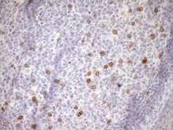 MED15 Monoclonal Antibody (OTI1C11), TrueMAB , OriGene 100 &mu;L; Unconjugated:Antibodies,