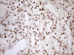 MED15 Monoclonal Antibody (OTI1C11), TrueMAB , OriGene 100 &mu;L; Unconjugated:Antibodies,