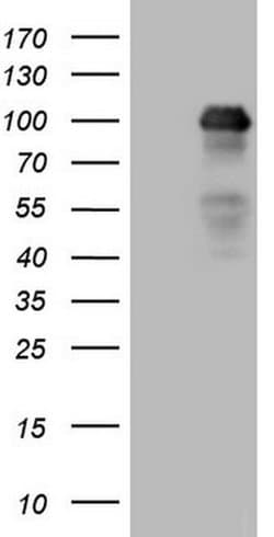 MED15 Monoclonal Antibody (OTI2H6), TrueMAB , OriGene 100 &mu;L; Unconjugated:Antibodies,