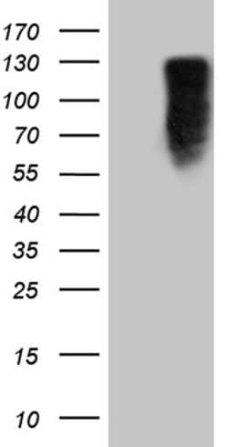 MED15 Monoclonal Antibody (OTI3H10), TrueMAB , OriGene:Antibodies:Primary