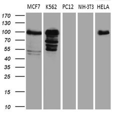 MED15 Monoclonal Antibody (OTI3H10), TrueMAB , OriGene:Antibodies:Primary