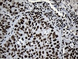 MED19 Mouse anti-Human, Clone: OTI2D1, lyophilized, TrueMAB 100 &mu;g;