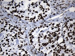 MED19 Mouse anti-Human, Clone: OTI2D1, lyophilized, TrueMAB 100 &mu;g;
