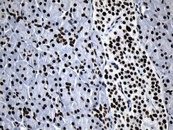 MED19 Mouse anti-Human, Clone: OTI2D1, lyophilized, TrueMAB 100 &mu;g;