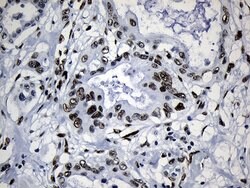 MED19 Mouse anti-Human, Clone: OTI2D1, lyophilized, TrueMAB 100 &mu;g;