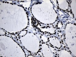 MED19 Mouse anti-Human, Clone: OTI2D1, lyophilized, TrueMAB 100 &mu;g;
