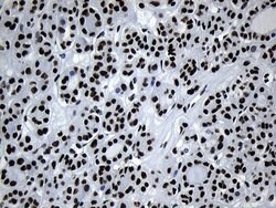 MED19 Mouse anti-Human, Clone: OTI2D1, lyophilized, TrueMAB 100 &mu;g;