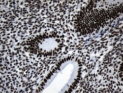 MED19 Mouse anti-Human, Clone: OTI2D1, lyophilized, TrueMAB 100 &mu;g;