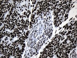 MED19 Mouse anti-Human, Clone: OTI2D1, lyophilized, TrueMAB 100 &mu;g;