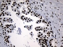 MED19 Mouse anti-Human, Clone: OTI2D1, lyophilized, TrueMAB 100 &mu;g;