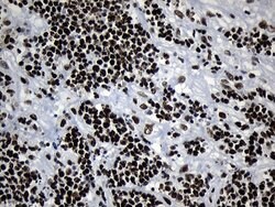 MED19 Mouse anti-Human, Clone: OTI2D1, lyophilized, TrueMAB 100 &mu;g;