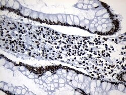 MED19 Mouse anti-Human, Clone: OTI2D1, lyophilized, TrueMAB 100 &mu;g;